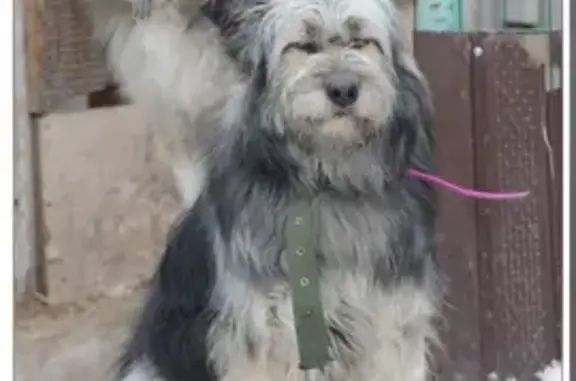 Найдена собака, пр. Ленина, Екатеринбург