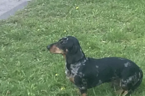 Объявления о пропавших и найденных животных, Калининград, фото: Собака найдена: ул. Невского, 78В, Калининград