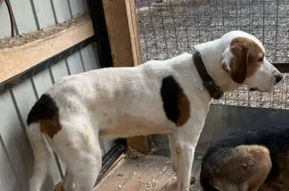 Собака найдена в Щёлково, Парковая улица