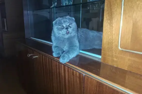 Пропала кошка, Кольцовский пер., 7, Ессентуки