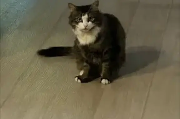 Пропала кошка, пр. Мира, 90А, Котлас