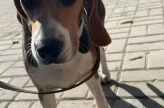 Потерянные животные Ростов-на-Дону, фото: Пропала собака: Профсоюзная ул., Ростов-на-Дону