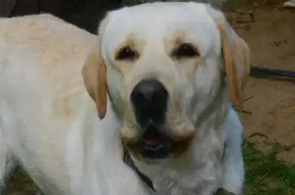 Лабрадор найден в Смоленской области