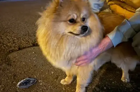 Найдена собака, Краснодар, фото: Собака найдена: Ростовское шоссе, 30/5