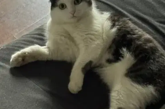 Потерянные животные Астана, фото: Пропала кошка, ул. Борили, 42, Астана