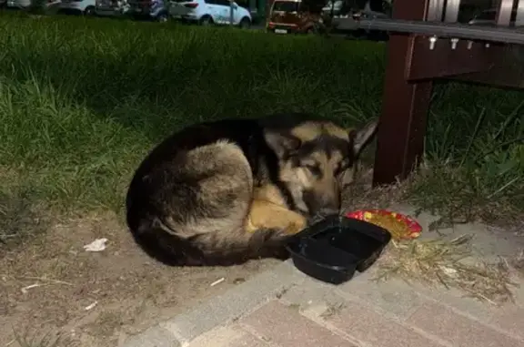 Собака найдена на ул. Понартская, Калининград