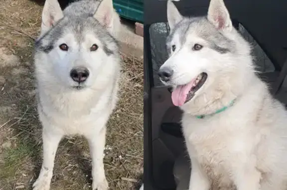 Найдена собака, Хабаровск, фото: Найдена собака на Слободской, Хабаровск