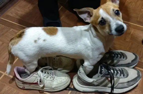 Собаки потеряшки, Краснодар, фото: Потеряшка собака, ул. Селезнёва, Краснодар