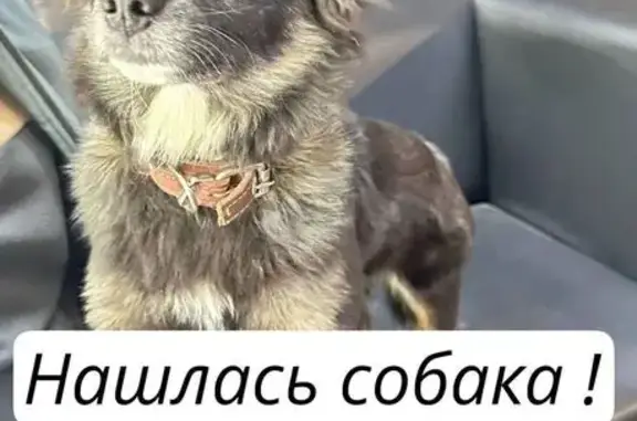 Собака найдена: Казань, Татарстан
