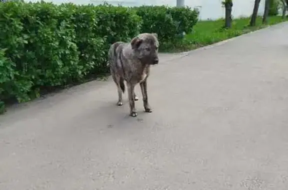 Собака найдена на Чичканова, 89, Тамбов