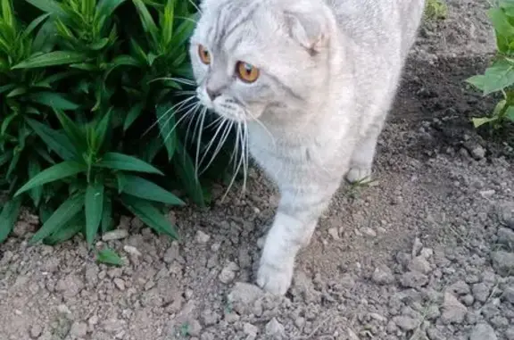 Пропала кошка, Шоссейный пер., 7, Сосновка