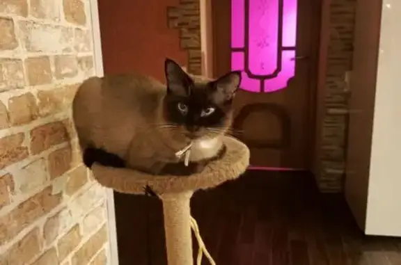 Кошки потеряшки, Нижний Новгород, фото: Потеряшка сиамская кошка, ул. Ковпака, 8