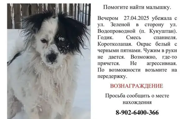 Пропала собака, Кукуштан, Зелёная 33