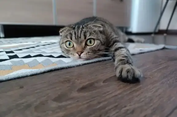 Кошки потеряшки, Южа, фото: Потеряшка кошка, Красная ул. 93, Южа