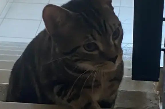 Кошка найдена: ул. 40 лет Победы, 9