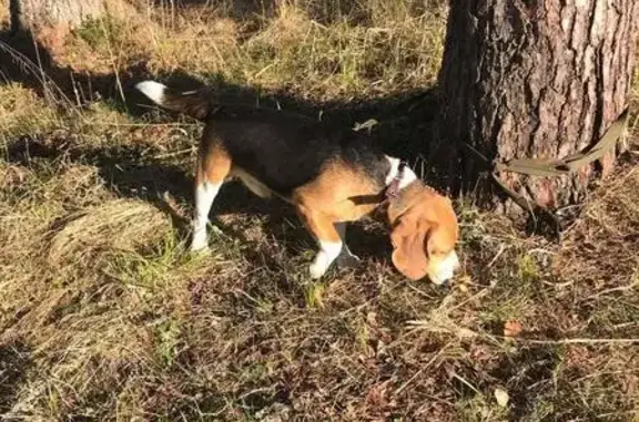 Найдена собака, , фото: Бигль найден: Центр. ул., Мийнальское СП