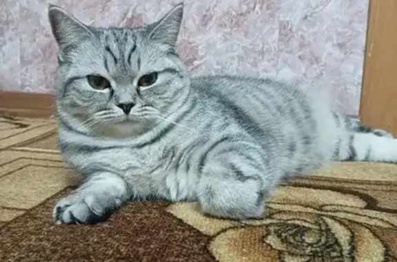 Пропала британская кошка, Бузулук, Народная 32