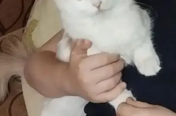 Потерянные животные Петрозаводск, фото: Пропала кошка, Комсомольский пр., 9А