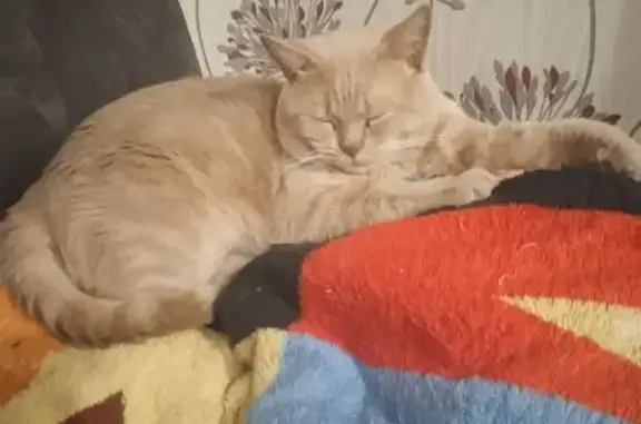 Кошки потеряшки, Новосибирск, фото: Потеряшка кошка, 1-й пер. Мира, 4, Новосибирск