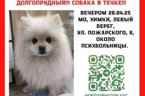 Пропала собака, ул. Свободы, Москва