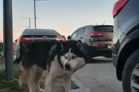 Хаски найден на детской площадке, Речной 6