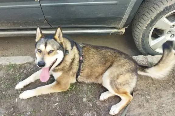 Собаки потеряшки, Уфа, фото: Потеряшка собака, Уфа, ул. Сазонова 36