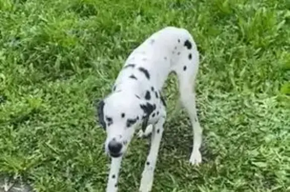 Найдена собака, Уфа, фото: Щенок найден: Уфа, ул. Академика Королёва