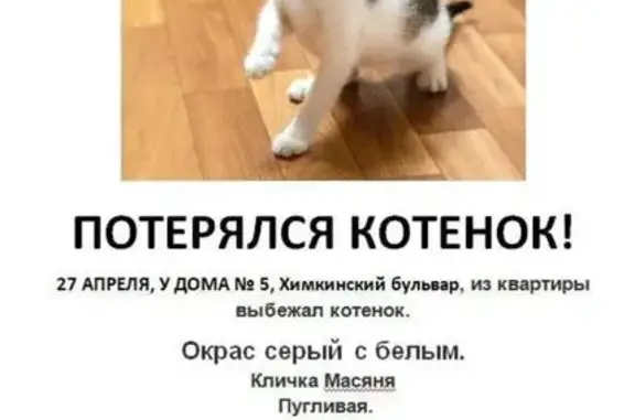 Пропал котенок, Химкинский бул., 5, Москва