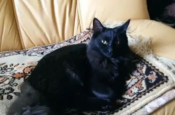 Пропала чёрная кошка, ул. Докучаева, 5/2