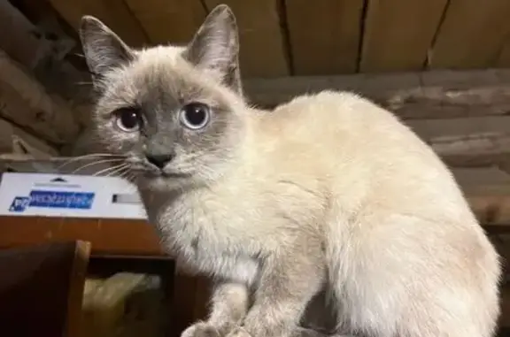 Найдена кошка, Пермь, фото: Кошка найдена, Пермь, ул. Радистов, 16