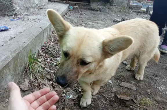 Найденные животные Комсомольск-на-Амуре, фото: Собака найдена: Ленинградская 65/2, Комс.