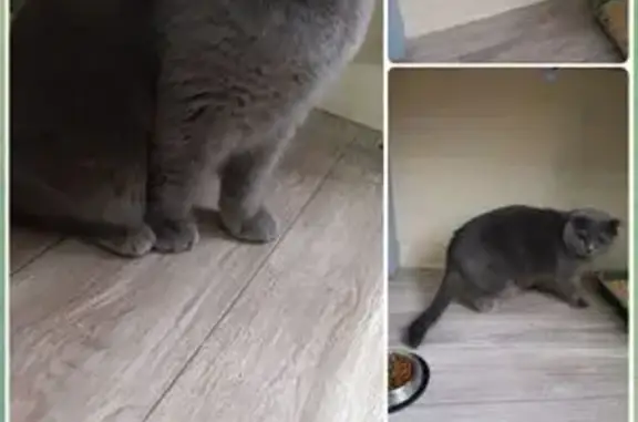 Серый кот найден на ул. Горчак...