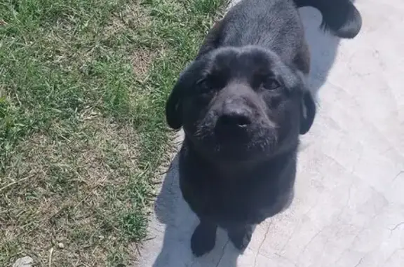Черный лабрадор найден на Вокзальной ул. - photo