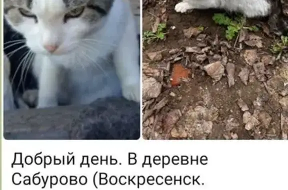 Пропал кот, МО, 46Н-00617