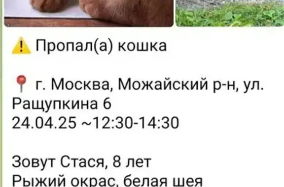 Пропала рыжая кошка, ул. Ращупкина, 6