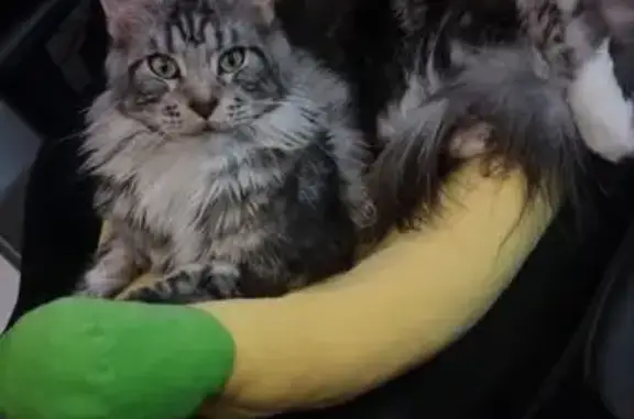 Пропала кошка, Люберцы, Почтовое 23