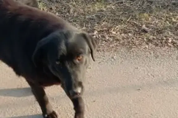 Найдена собака, Ахлебинино, фото: Собака найдена: Центр. ул., 6А, Ахлебинино