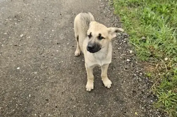 Найдена собака, , фото: Собака найдена в СНТ Волжские зори, 10А