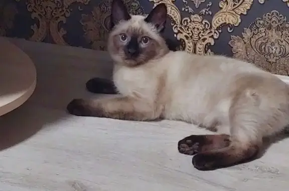 Пропал кот, Физкультурная, 37, Самара