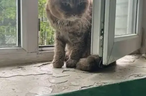 Найдена британская кошка, Л. Т...