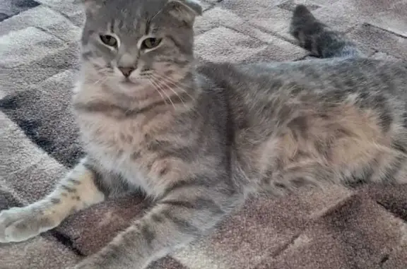 Кошки потеряшки, Семикаракорск, фото: Потеряшка кошка, 12-й переулок, 50, Семикаракорск