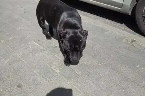 Найдена собака, Светлогорск, фото: Светлогорск: найдена черная собака, Октябрьская