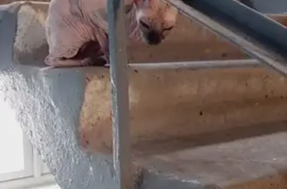 Кошка Сфинкс найдена, Интернац...