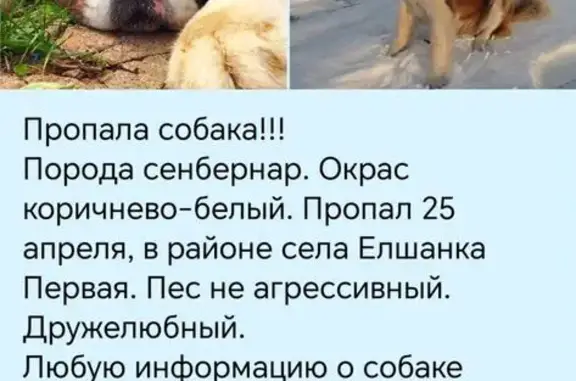 Пропала собака, ул. Победы 21, Елшанка