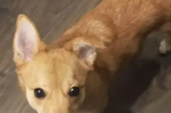 Собаки потеряшки, Набережные Челны, фото: Потеряшка собака, Раиса Беляева 17А