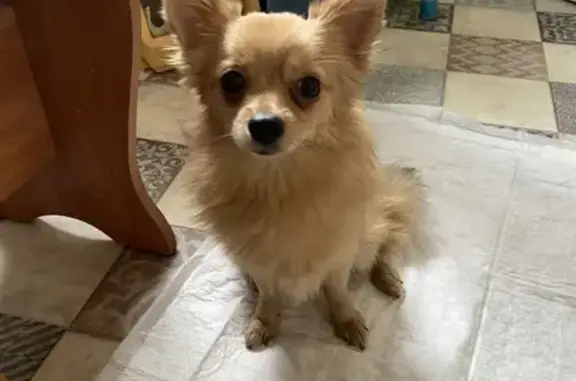 Найдена собака, Екатеринбург, фото: Рыжая собака найдена на Донской, Екатеринбург