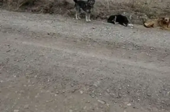 Собака найдена, Уриковское, Иркутская обл.