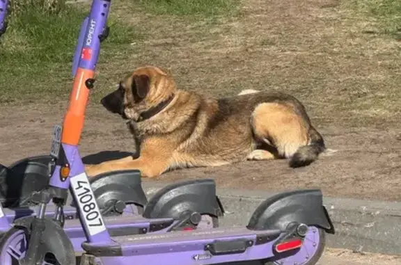 Собака найдена: Новочеркасская, 53, Тверь