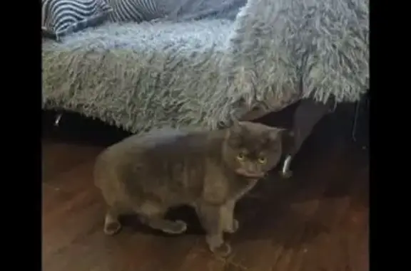 Найдена кошка на Зелёной улице...