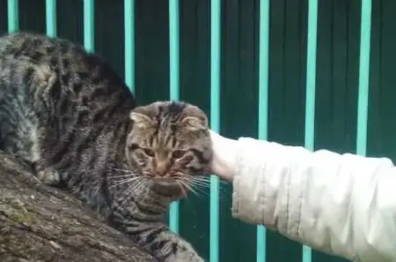 Кошка найдена: Хомяковская ул,...